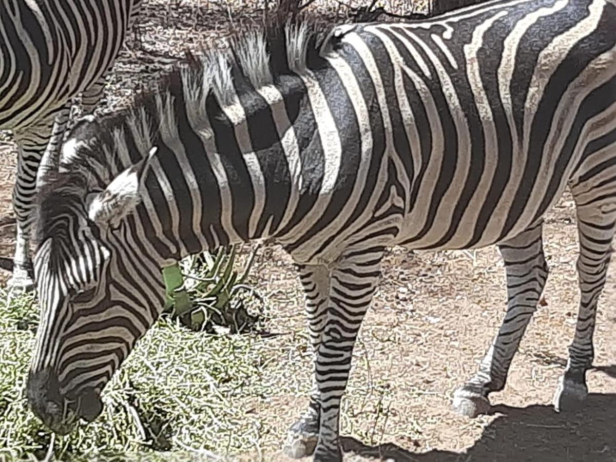 African Bush Escape Marloth Park Exterior foto