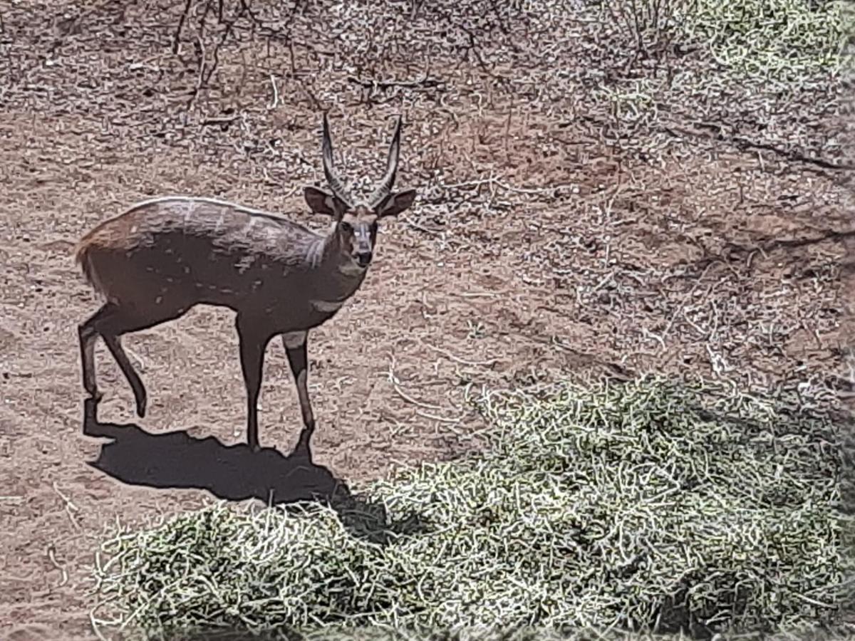 African Bush Escape Marloth Park Exterior foto