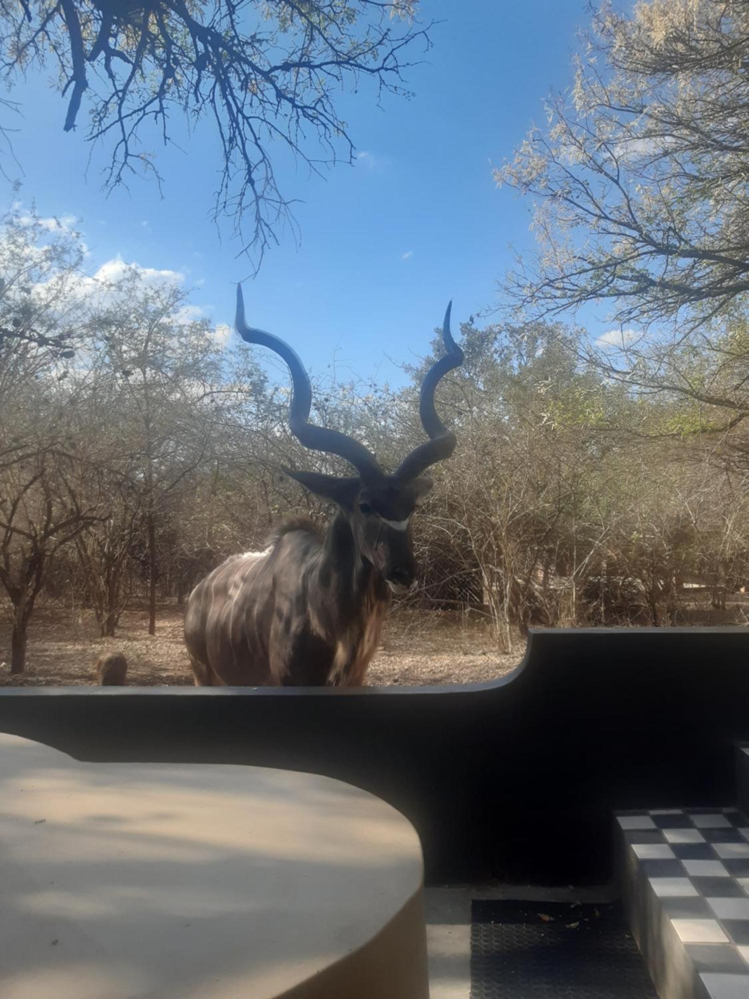 African Bush Escape Marloth Park Exterior foto