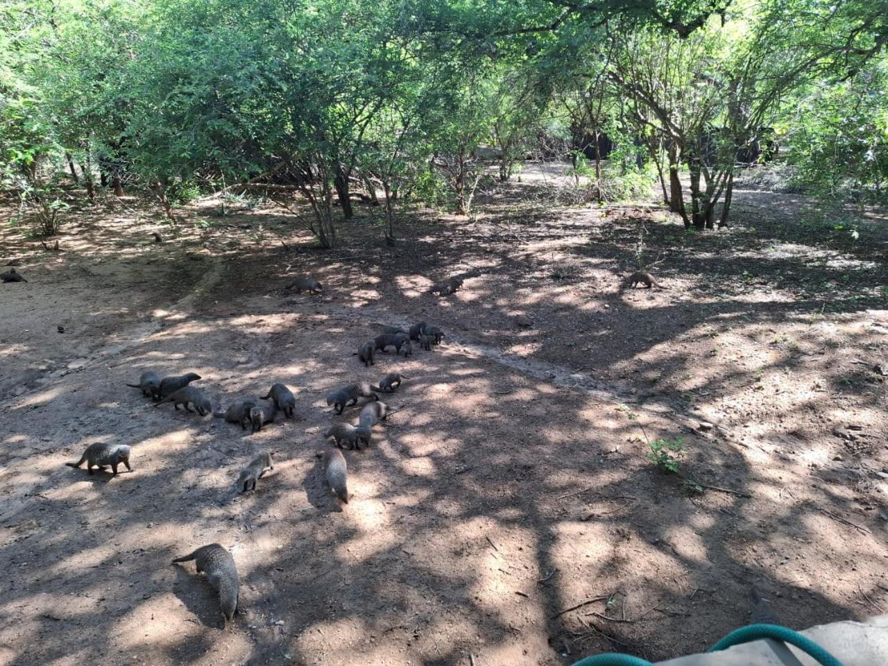 African Bush Escape Marloth Park Exterior foto