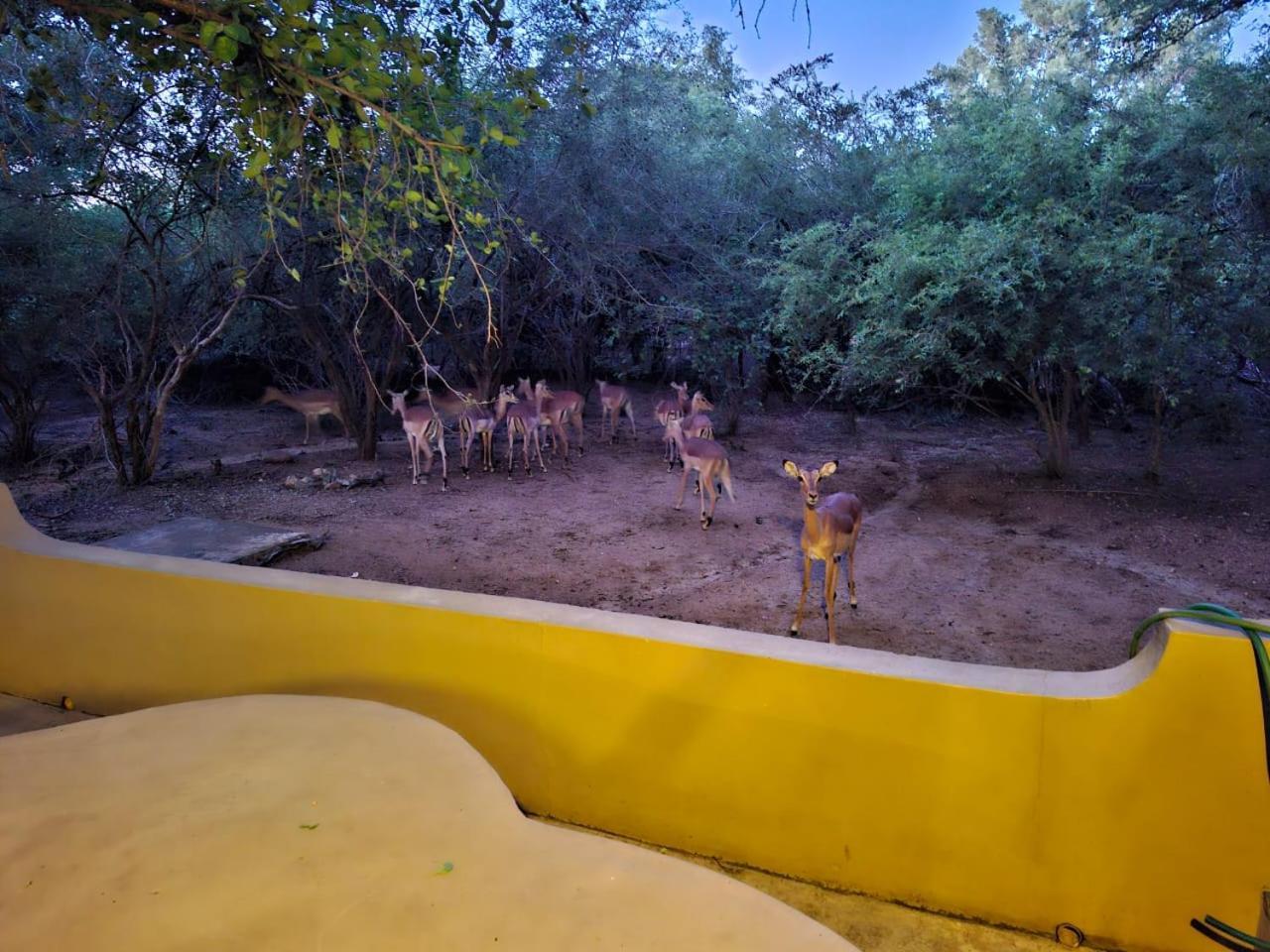 African Bush Escape Marloth Park Exterior foto