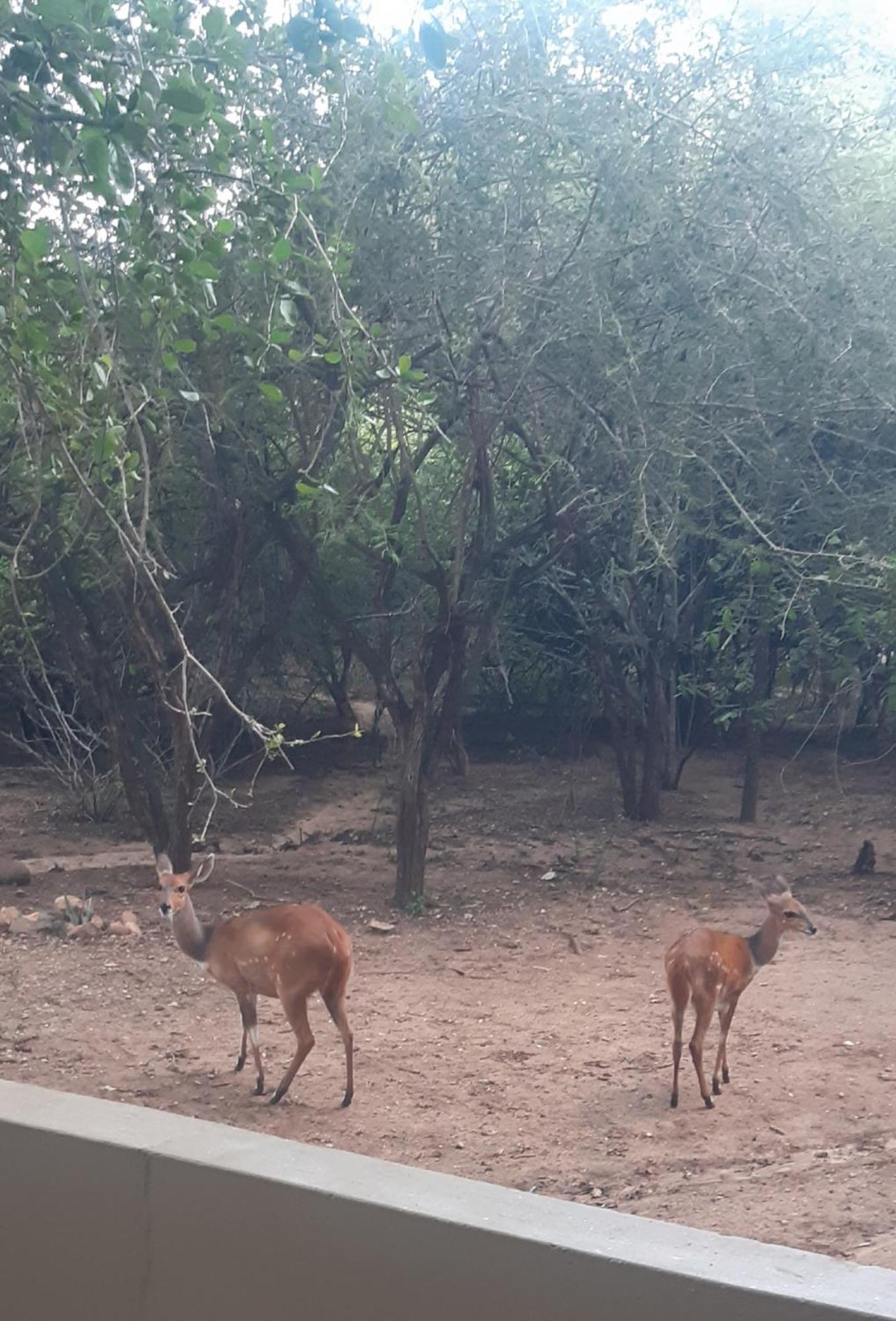 African Bush Escape Marloth Park Exterior foto