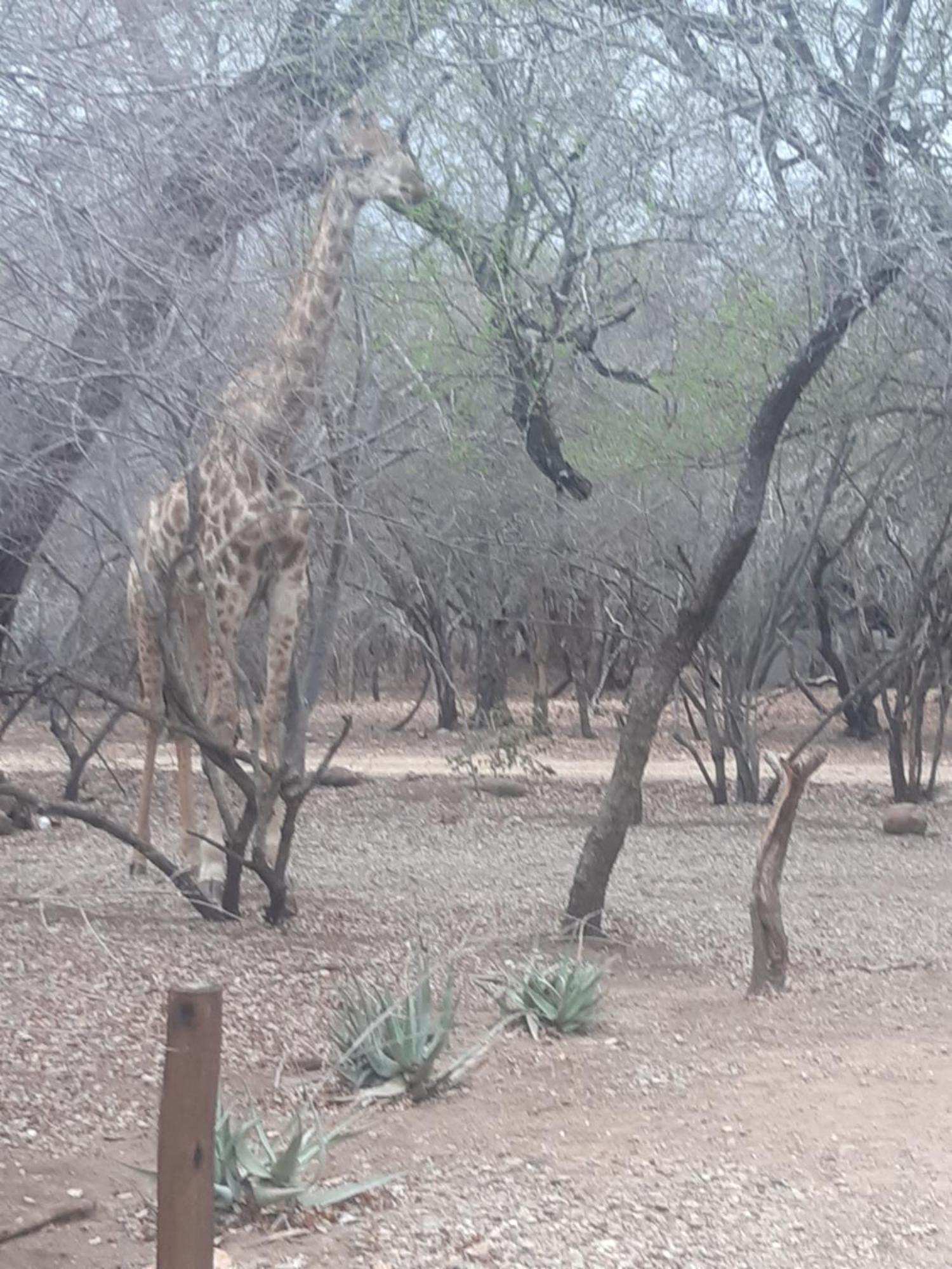 African Bush Escape Marloth Park Exterior foto